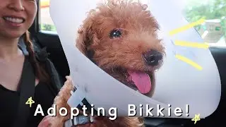 We Adopted A Furbaby!