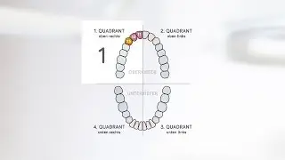 Wie heißen meine Zähne? 🦷