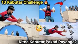 10 Kabutar Kaise Pakde? 😱 || Ten Pigeon vs Full Team 💪 Aaj Kitne Pakde? 😳