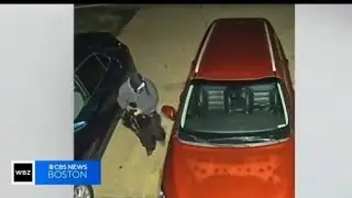 Person caught on camera leaving dead raccoon on Tewksbury woman's windshield