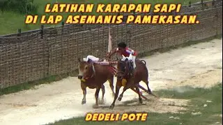 Latihan Karapan Sapi Di Lap Asemanis Pamekasan Ada Tim Dedeli Pote. 
