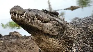 Wild Tracks TV &ndash; Crocodile Survival Story: King of the Swamp