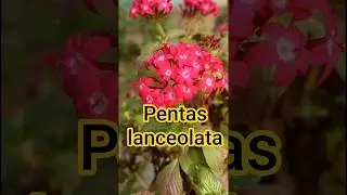 Pentas lanceolata/star flower #flower #flowers #shorts #youtubeshorts #trending