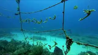 Climate change shrinks marine life richness near equator: study