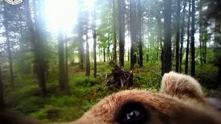 Медведь проводит краш-тест фотоловушки Acorn