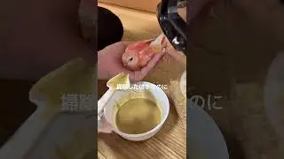 アキクサインコと暮らて諦めたこと🍑❗️#アキクサインコ #インコのいる暮らし #インコのいる生活 #インコの日常 #ペット動画 #癒し #癒し動画　#birds #lovebirds  #おすすめ