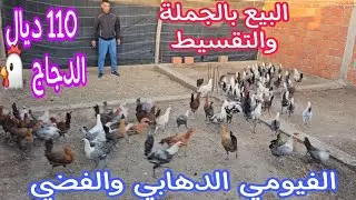 110 ديال 🐔 الدجاج الفيومي🐔 البيع بالجملة والتقسيط نواحي الغرب🇲🇦 إتصل 06.64.24.91.79📞 ألو سي عيطور