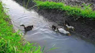 Baby ducks quacking 2023 | Baby ducks quacking | Baby ducks baby ducks #duck #trending #duckling