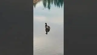 Дакко явно позировал.