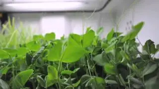 Urban Cultivator at TA Appliances & Barbecues
