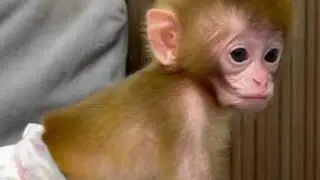 这么热的天小猴子室内活动 #猴子#小猴子#可爱的小猴子#可爱的小动物#动物趣事