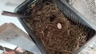 A galinha sura chocou e a &iacute;ndio iniciou postura
