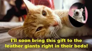 Why do cats bring gifts to their owners