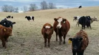 Red Barn Farm Meats LLC.
