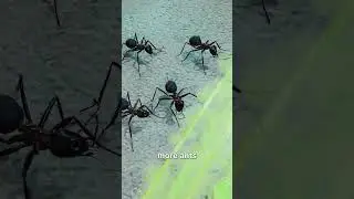 how ant direct the food location to another #shortvideo #viral #facts #