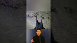 Flight Secrets: Bats' Unique Mammal Abilities🦇🌃