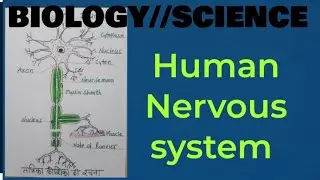 BIOLOGY//SCIENCE// Nervous system(tantrika tantra)