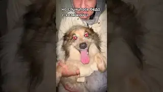 Судьба Молли #помощьживотным #helpanimals #animalshelter #приютдлясобак #собака #rescuedog #ищемдом