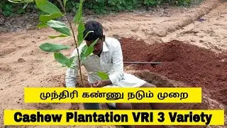Cashew Plantation VRI 3 | Cashew Cultivation Tamil Nadu  Variety முந்திரி கண்ணு நடும் முறை