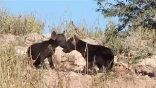 Spotted hyena den with cubs