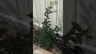 Key lime transplant success. A few days after (today) and shoots are shooting out already!