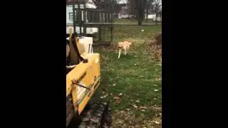 Smart Dog playing fetch on construction site