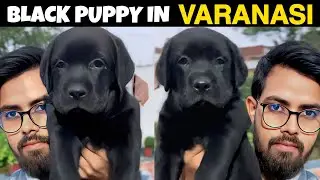 Top Quality Black Labrador Female Puppy In Varanasi | Contact : 8090305055