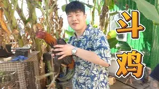 去寨子里看斗鸡比赛，顺便吃一吃鸡中的战斗鸡！【天蓬大元帥帥帥】