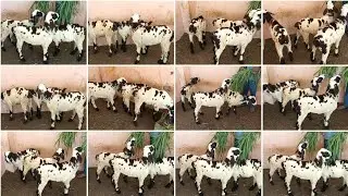 6305487644 eak number quality marchalla sheep for sale in Hyderabad vattapally nice hotel
