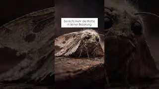 Sei nicht mehr die Motte in der Beziehung #innerleadership #verwirklichung #beziehungsdynamik