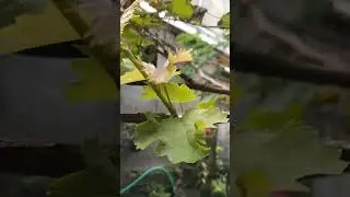 #prijodo #grapes #onewithnature #onewithnaturefarms #urbangardening #grafted
