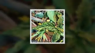 KANDALI - THE JUKEBOX (DHYANI G)