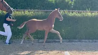 Falcon S (Fidelity - Samba Hit I), *2025, Oldenburger - FOR SALE