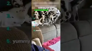Ranking The Best Dog Parenting Moments