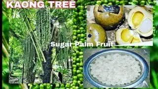 KAONG FRUIT TREE | BLACK SUGAR PALM TREE  | HOW TO MAKE KAONG FOR DESERT | HOW TO COOK KAONG FRUIT