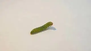 Green larvae