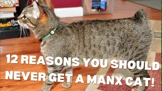 12 причин, по которым вам НИКОГДА не следует заводить мэнскую кошку! 😼❌