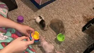 My smart pet rat Coffee learning to stack cups!