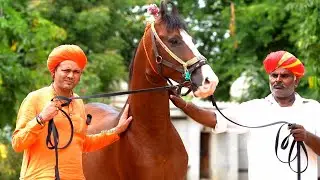 जालौर के निम्बावास मठ में आया रत्नाकर लाइन का ज़बरदस्त घोड़ा श्रीदेव