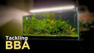 Tackling BBA - More Problems with the Low Maintenance Aquascape (Goodbye CO2)