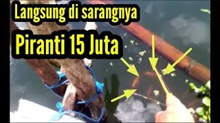 Trik Mancing Ikan Red Devil||piranti super||lihat hasilnya gimana