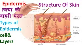EPIDERMIS त्वचा की बाहरी परत Types of Epidermis cell & Layers 
