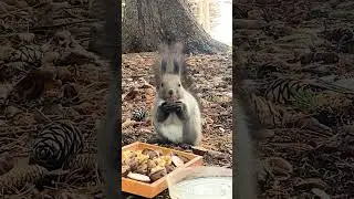 The squirrel seemed startled by some sound, but I couldn't tell what it was (probably a bird).