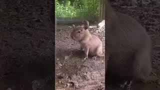 #capybara #animals #edit #cute #funny #animal