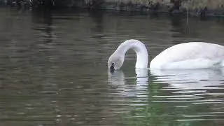1/10/26 - Young Trumpeter Swan at the Lakes