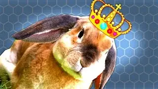 PRINCESS BUNNY - Fluffy Horde Gameplay #2