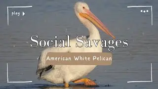 The Surprisingly Social & Savage Lives of American White Pelicans