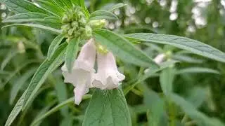 কবি বাহরাম খানের নায়িকার নাসিকা ও তিলফুলের সৌন্দর্য #villagevlog #farming #villagelife #bangladesh
