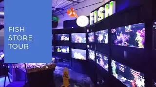 Elite Reef Denver Colorado Fish Store Tour