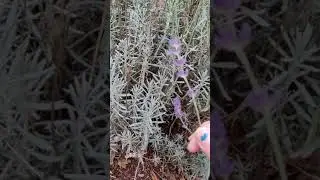 Cutting Lavender For Cold Pressing